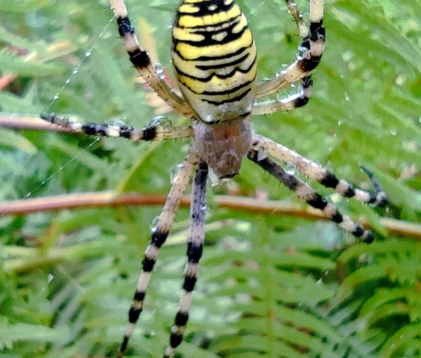 Bestioles : l’argiope fasciée